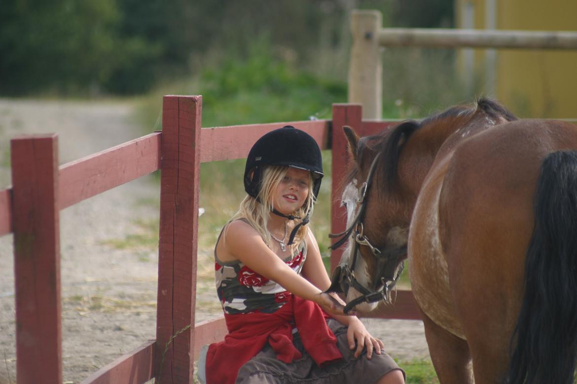 Welsh Pony (sec B) • Simba billede 2