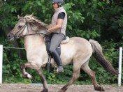 Islænder Kviða frá Hellu ( Tidl. hest ) billede 1