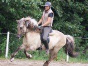 Islænder Kviða frá Hellu ( Tidl. hest ) billede 2