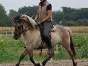 Islænder Kviða frá Hellu ( Tidl. hest ) billede 3