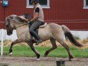 Islænder Kviða frá Hellu ( Tidl. hest ) billede 4