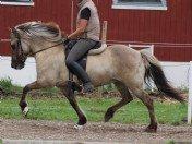 Islænder Kviða frá Hellu ( Tidl. hest ) billede 5