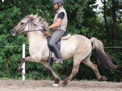 Islænder Kviða frá Hellu ( Tidl. hest ) billede 6