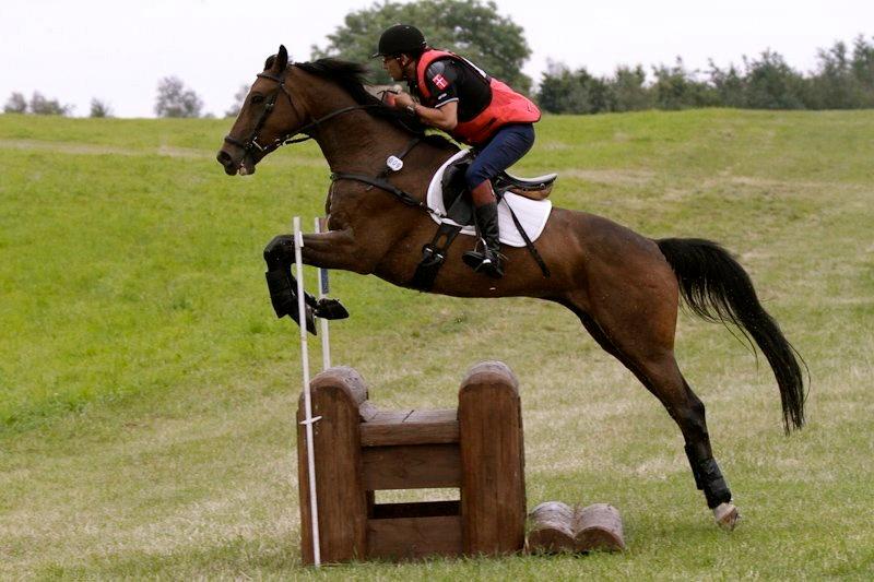 Trakehner Lasse e. Buddenbrock - DM <3 billede 11