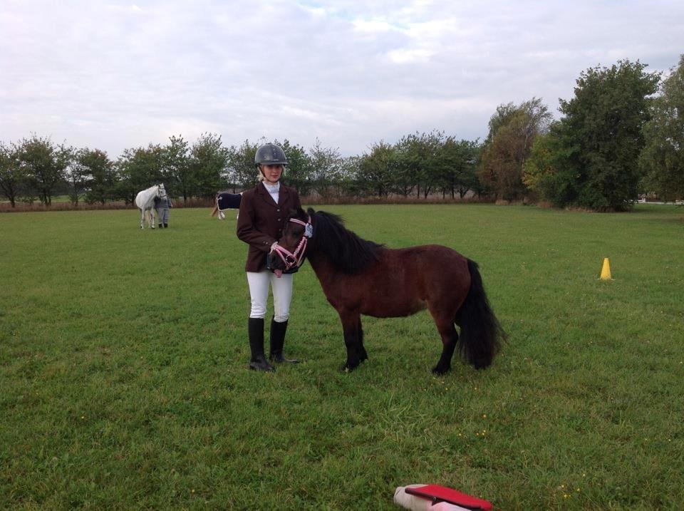 Shetlænder Smilled's Emma - vores første stævne en 4 plads :D <3 billede 18