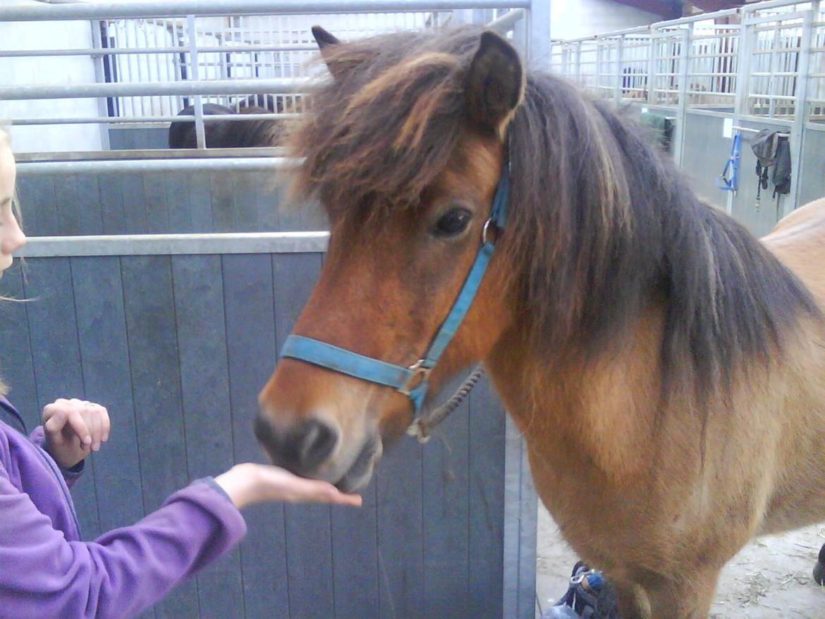 Anden særlig race Elli fra Skidbakka billede 1