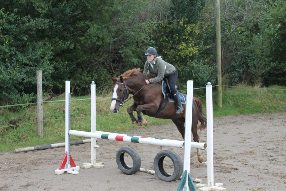 Dansk Varmblod KAWAN - 2012. billede 15