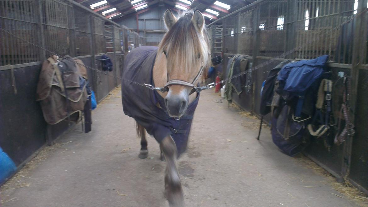 Fjordhest Saga billede 9