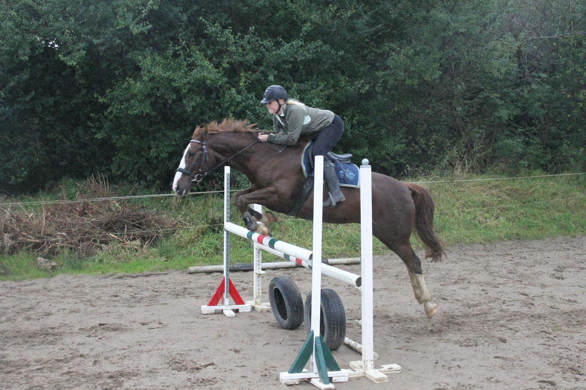 Dansk Varmblod KAWAN - 2012.  billede 17