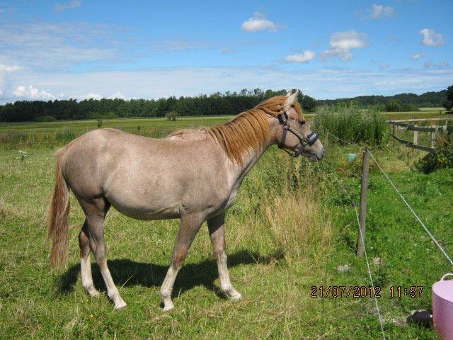 DSP Tikaniki´s Dresscode billede 15