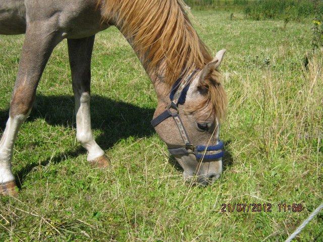 DSP Tikaniki´s Dresscode billede 16