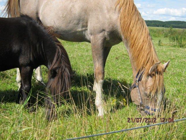 DSP Tikaniki´s Dresscode billede 18