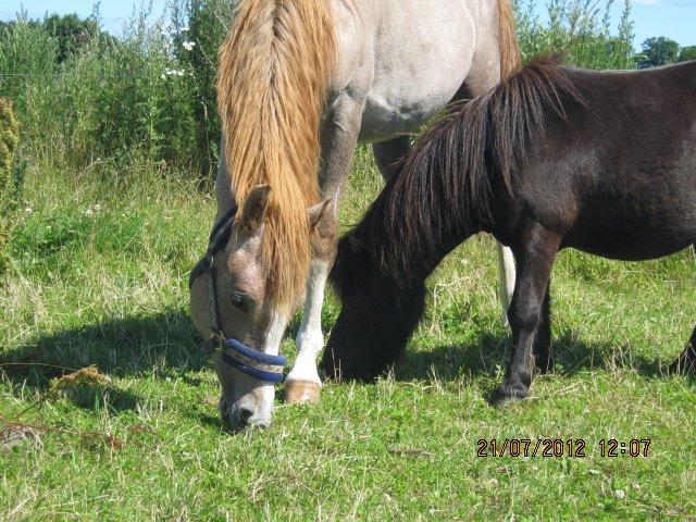 DSP Tikaniki´s Dresscode billede 19