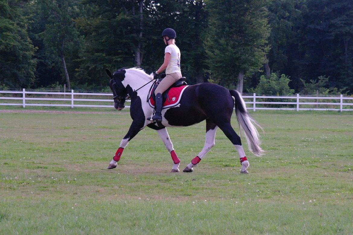 Anden særlig race Scarlet billede 12