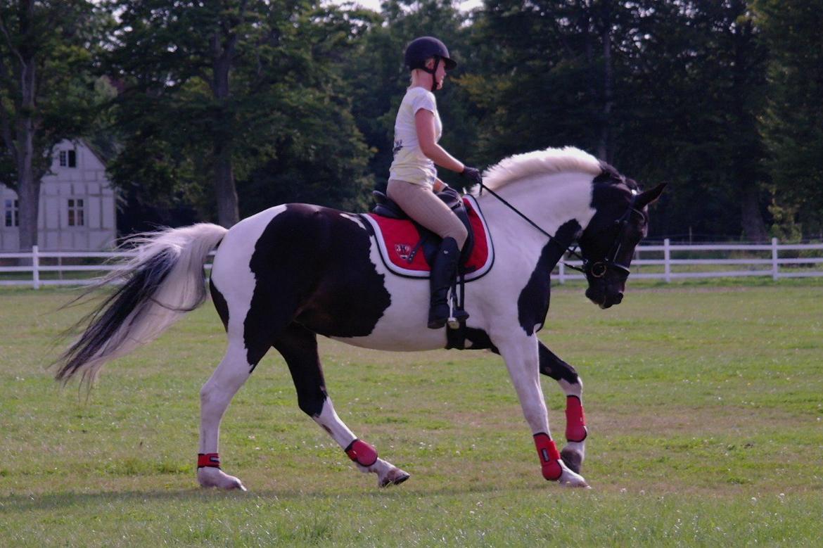 Anden særlig race Scarlet - 'Velkommen til, det er så mig der er skønherligheden bag profilen ;) Læg gerne en kommentar og en bedømmelse' :)   billede 11