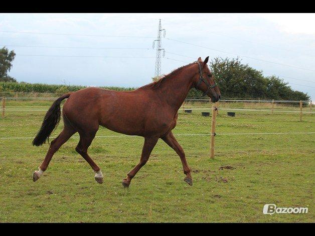 Hollandsk Varmblod Silvester billede 1