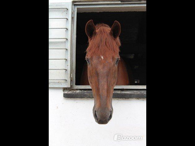 Hollandsk Varmblod Silvester billede 2
