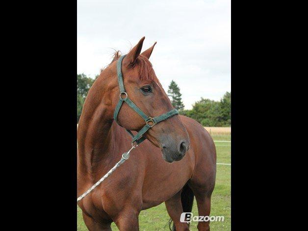 Hollandsk Varmblod Silvester billede 3