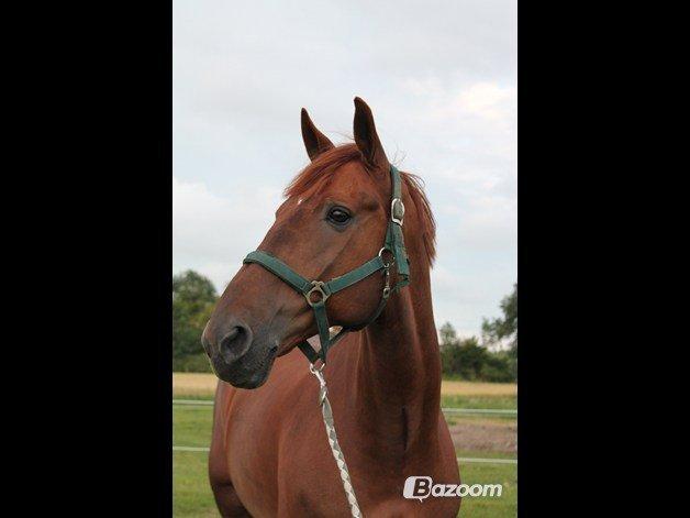 Hollandsk Varmblod Silvester billede 4