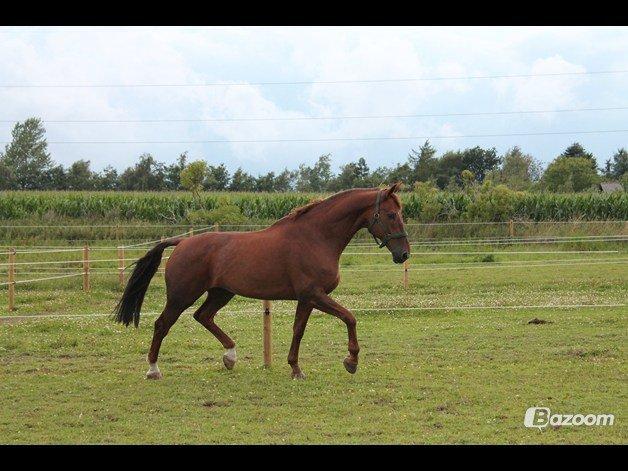 Hollandsk Varmblod Silvester billede 5