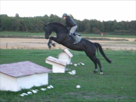 Anden særlig race Lucky - Part R.I.P - Springet er 70 cm. billede 19