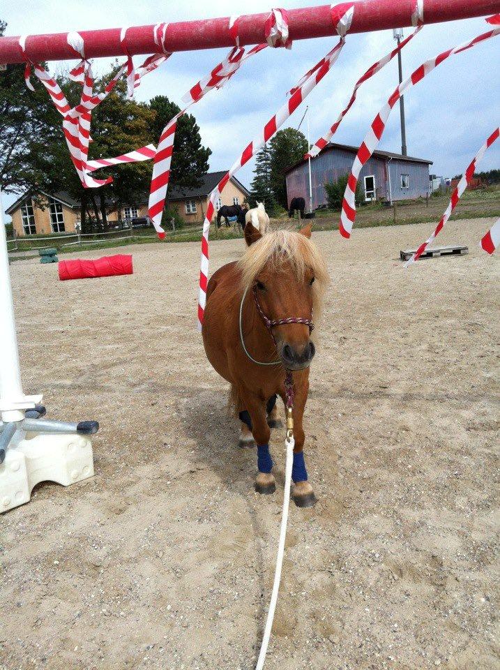 Shetlænder Rosie aka lynet mcqueen xD (min egen) - Rosie ude og træne mellem de farlige ting som så ikke er farlige :) billede 15