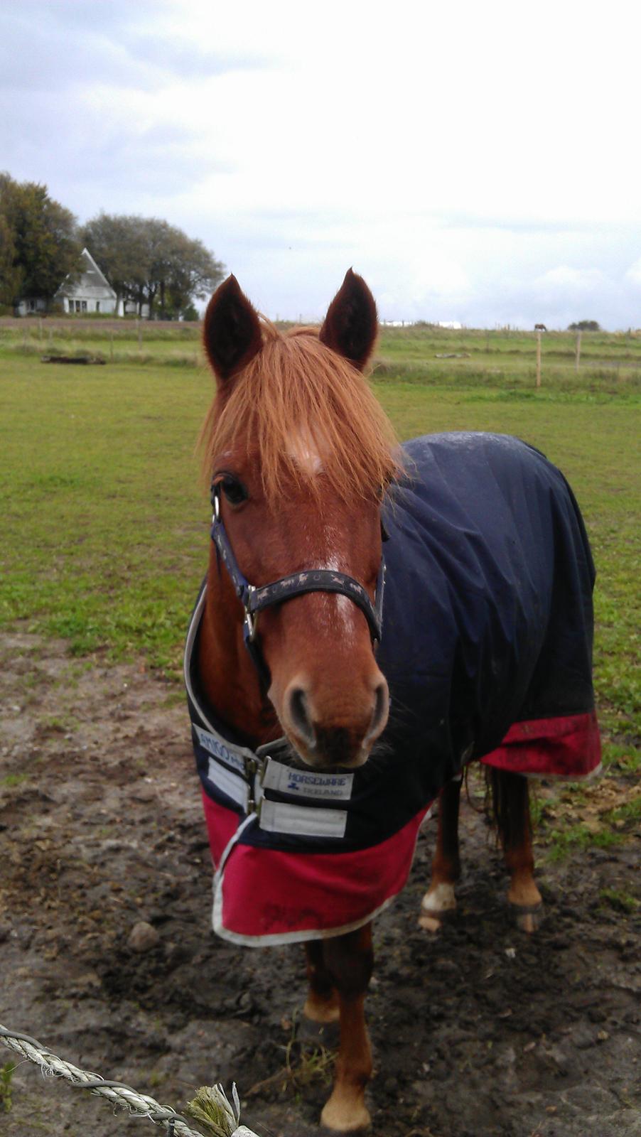 Welsh Pony af Cob-type (sec C) Tjekita - Du er så ubeskrivelig smuk!<3 billede 3