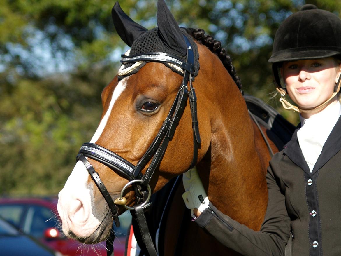 DSP Spartacus (A-pony) SOLGT billede 1