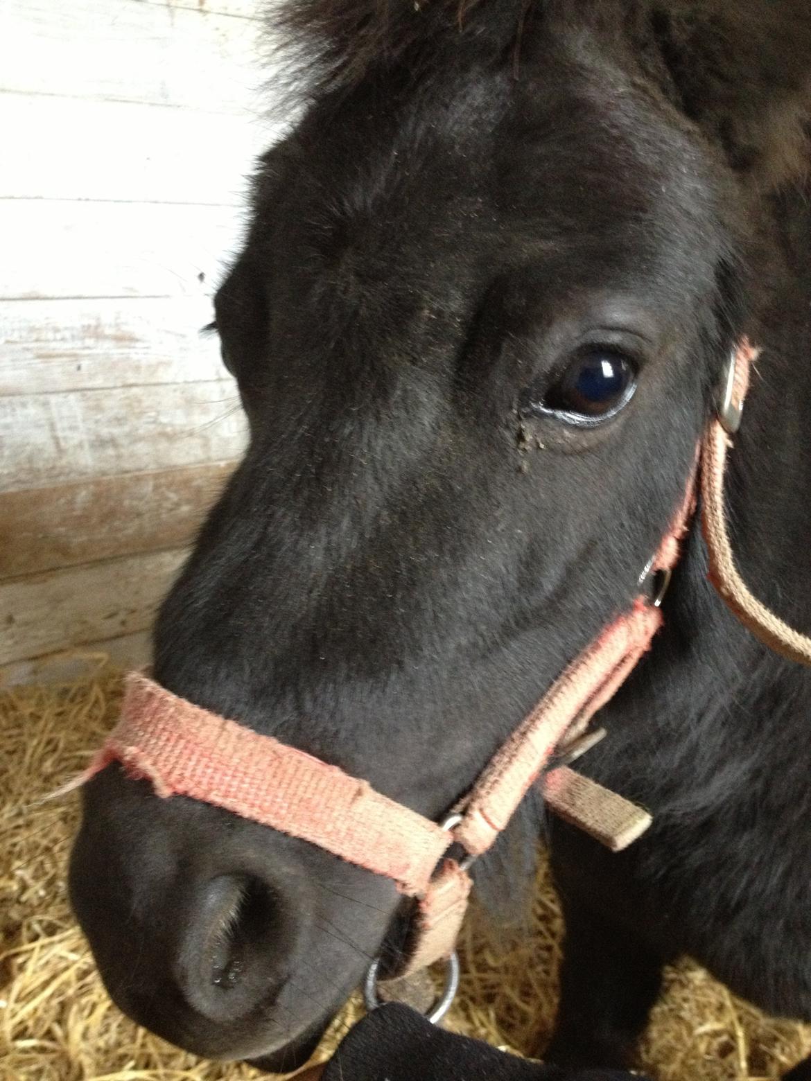 Shetlænder Chamil - Lille smukke Chamil!<3 billede 1