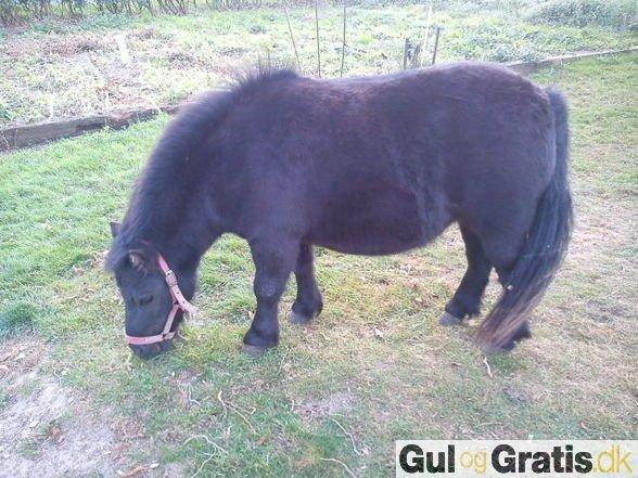 Shetlænder Chamil - Billede fra tidligere ejer billede 2