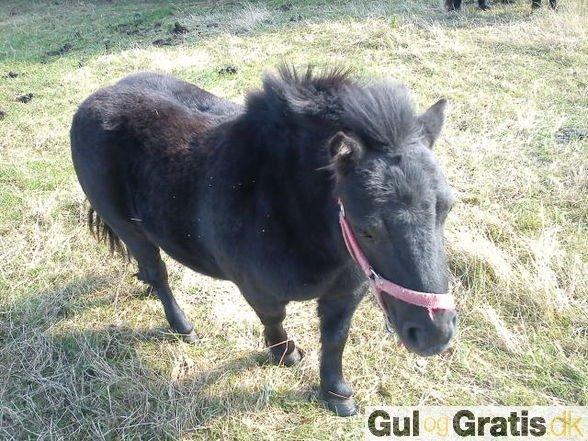 Shetlænder Chamil - Billede fra tidligere ejer billede 3