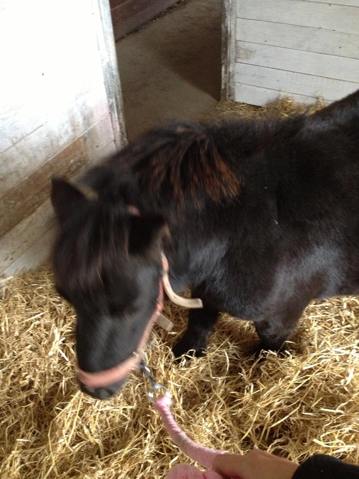 Shetlænder Chamil billede 4