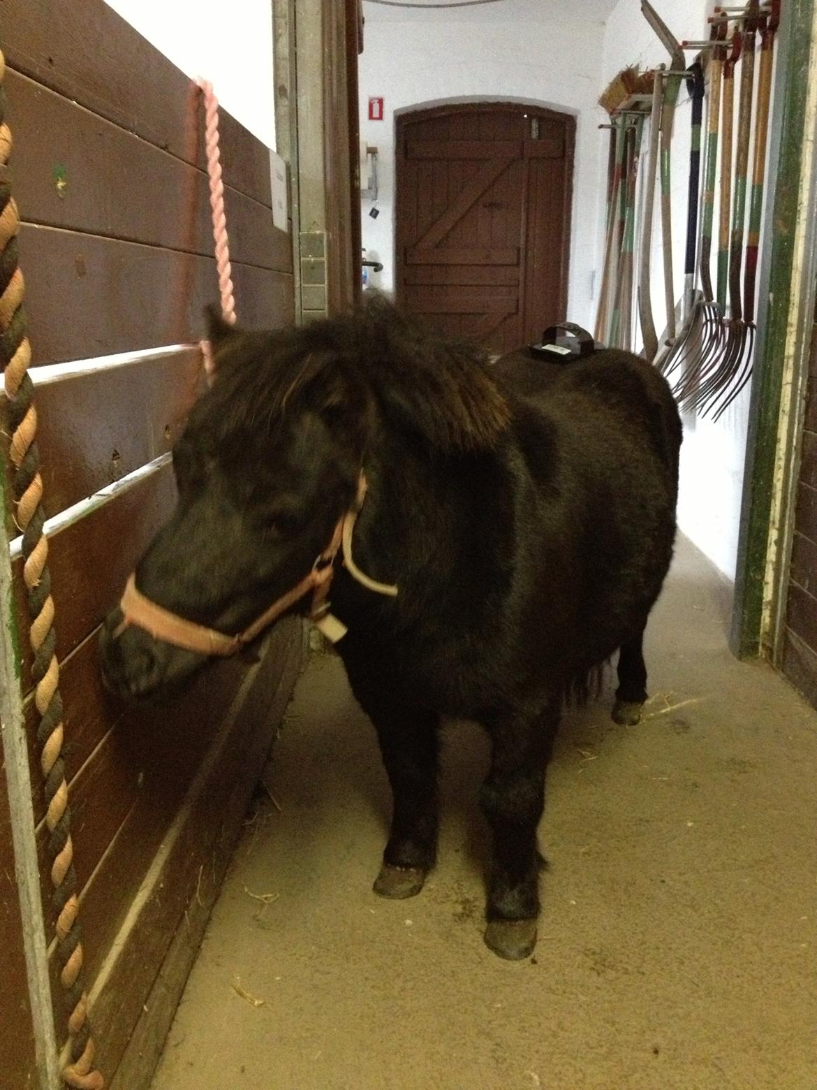 Shetlænder Chamil billede 5