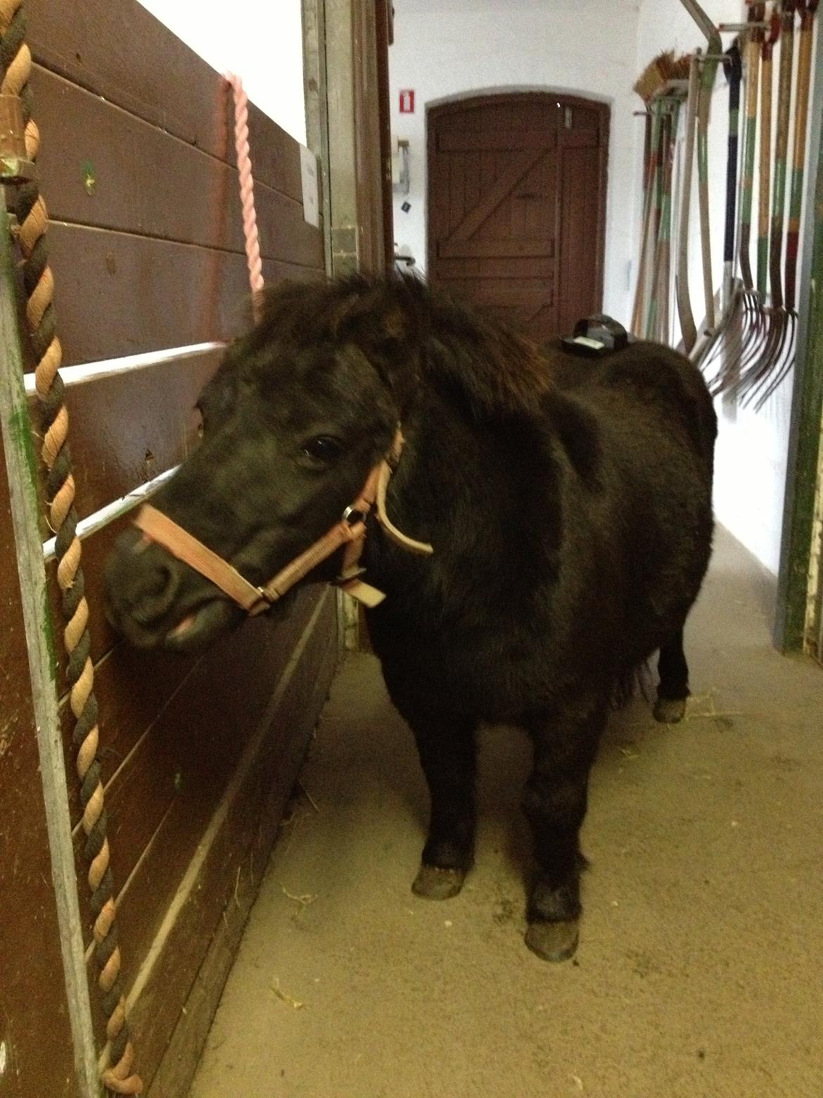 Shetlænder Chamil billede 7