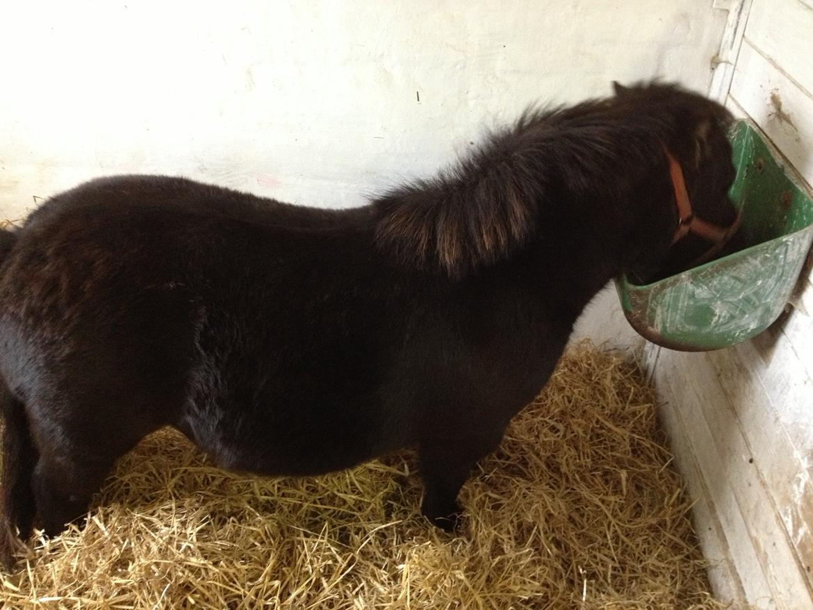 Shetlænder Chamil - Mad! billede 8