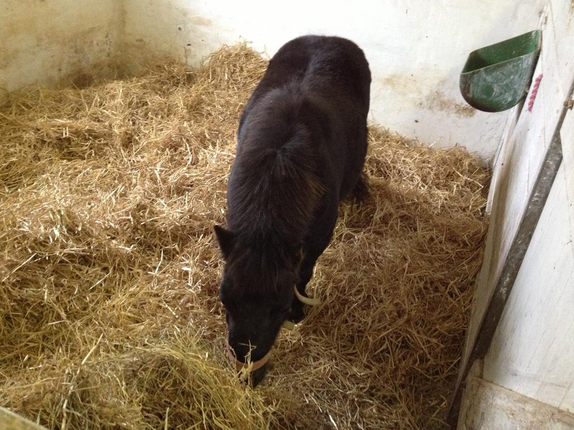 Shetlænder Chamil billede 9