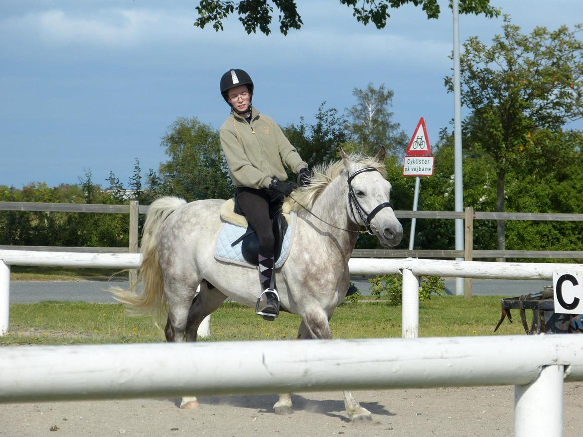 Connemara Teglstrups Samos - Da jeg prøvede ham!!<3
Taget af: Min far<3 billede 3