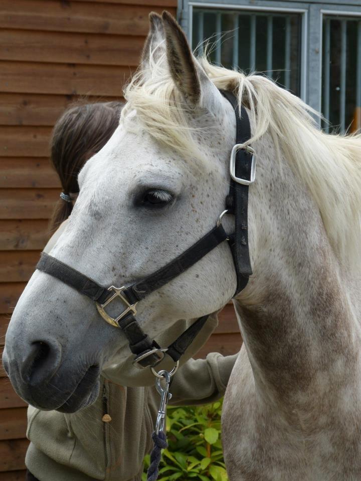 Connemara Teglstrups Samos - Strigler ham<3
Taget af: Min far<3 billede 4