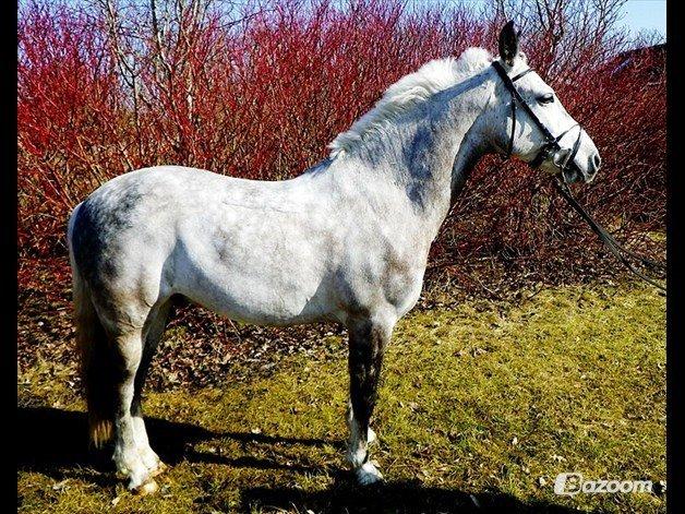 Connemara Teglstrups Samos - Samos i fuld<3
Taget af: Simone (hans ejer) billede 5