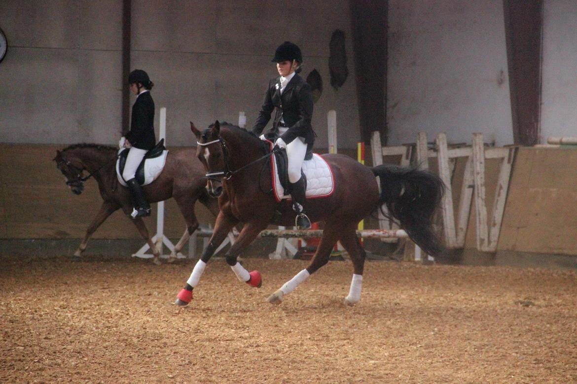 Anden særlig race Ego A Go Go - I en dejlig galop på opvarmningen i Ringkøbing <3. billede 2