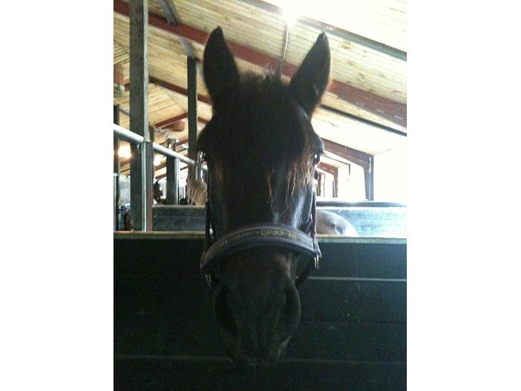 {{currentPhoto.altText}} billede {{currentPhoto.number}}