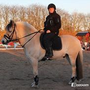 Fjordhest Milos Klattrup