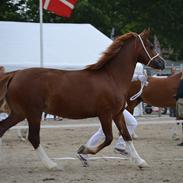 Welsh Cob (sec D) Lesto Seville