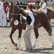 Welsh Cob (sec D) Lesto Seville