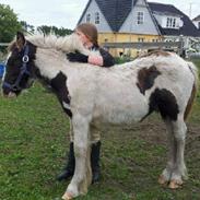 Irish Cob Toby