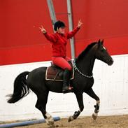 Hollandsk Sportspony | Radec<3 | (Toblerone)