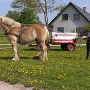 Belgier Flora van´t neerhof (R.I.P)