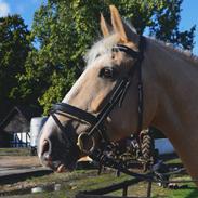 Palomino LYSGAARDS BAZAR