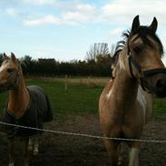 Anden særlig race Højagers Speedy