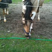 Anden særlig race Højagers Speedy